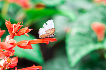 butterfly on a red flower