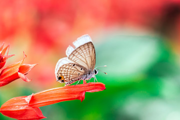 butterfly on a red flower