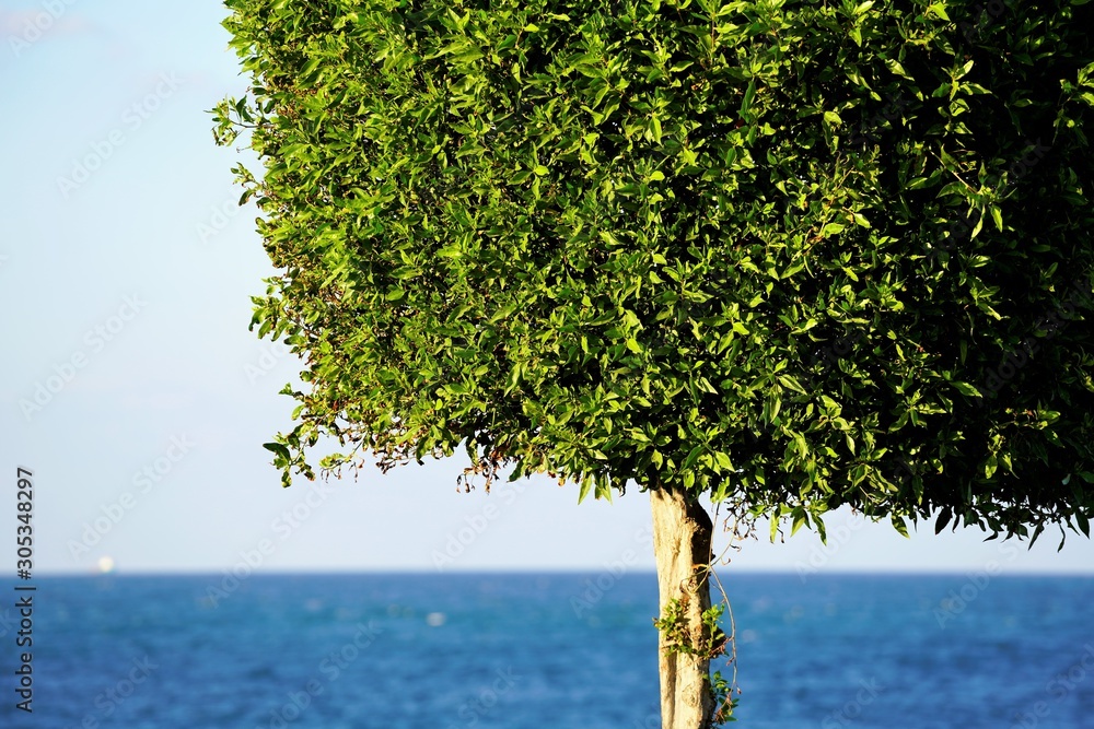 Wall mural green tree on the beach by blue sky