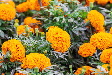 yellow flower ,petals in multiple layers