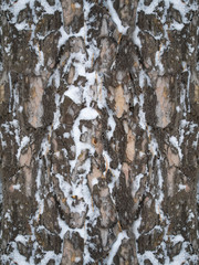 Fototapeta premium Seamless wood bark texture with snow
