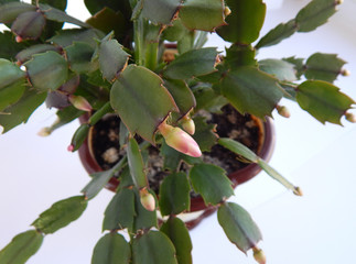 Schlumbergera with buds close-up. Potted house plants. Growing flowers