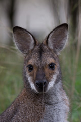 Fototapeta premium Swamp Wallaby, female