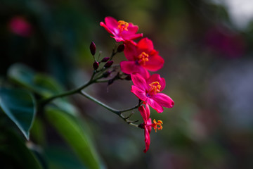 Beautiful red floral flower in Dammam Park garden Saudi Arabia.
