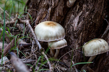 Ghost Fungi