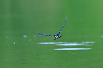 新緑映す水面を高速で飛ぶハリオアマツバメ