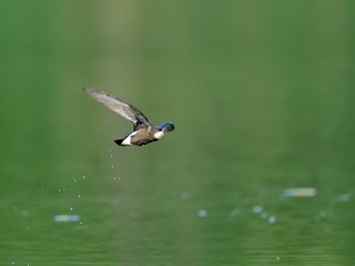 Obraz premium 新緑映す水面を高速で飛ぶハリオアマツバメ