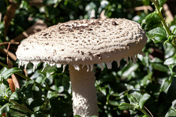 Toadstool