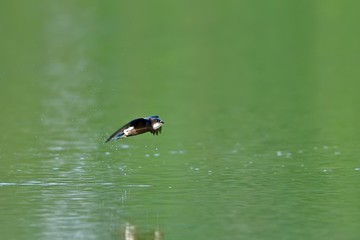 新緑映す水面を高速で飛ぶハリオアマツバメ