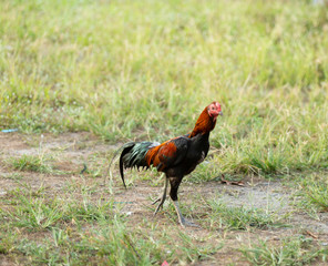 Fighting cocks is eating  waste food on the grass, Fighting cocks is eating  waste food in the nets.