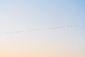 Flock of migratory birds in flight