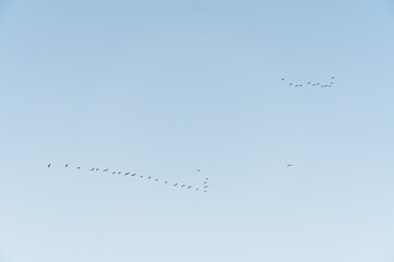 Flock of migratory birds in flight