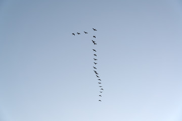 Flock of migratory birds in flight