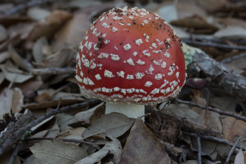 Fly agaric mushroom