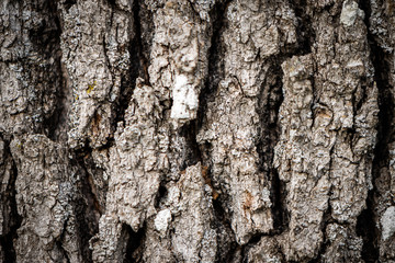 bark of a tree