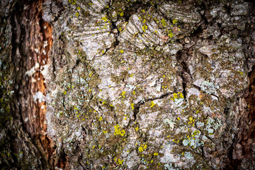 tree in autumn