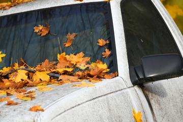 yellow fallen leaf on the car window