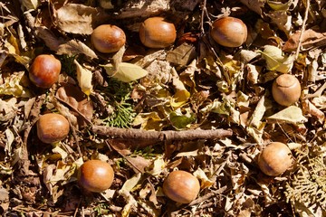 ドングリのメッセージ スペース