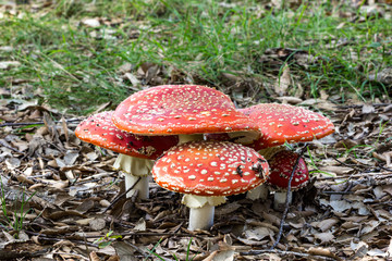 Fly agaric mushroom