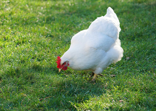 cage free white chicken in the farm