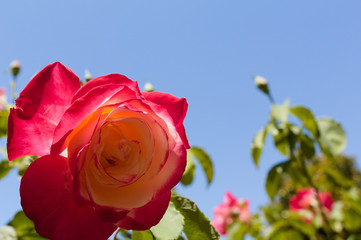 Flowers in bloom, spring, blue sky's, summer