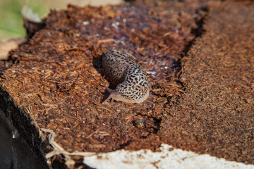 Leopard Slug 