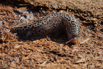 Leopard Slug 