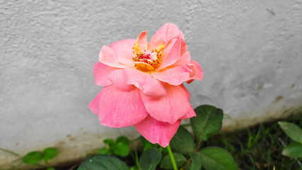 Fototapeta premium Rose flower Close up