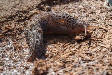 Leopard Slug 