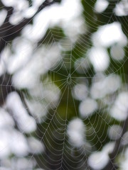 spider web