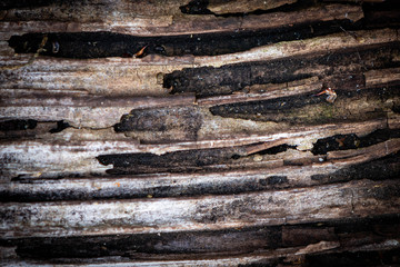 old wood background