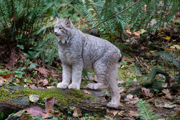 American Lynx in the Forest