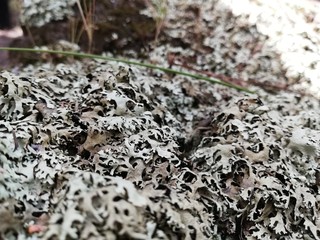 lichen on rock