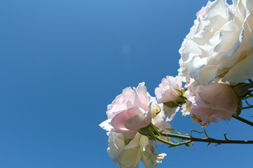 white flowers on background of blue sky