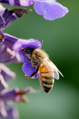 Bee on flower
