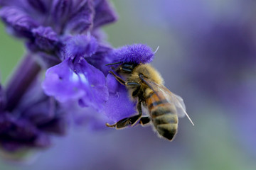 Bee On Lavender Flower 