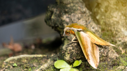 A beautiful yellow butterfly under a tree