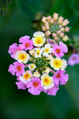 Obraz premium Pink Flowers