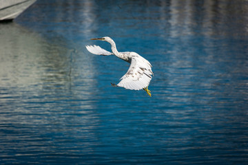 White heron flying over a blue water river in Muscat, Oman