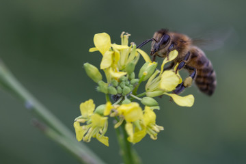 pollen hunter