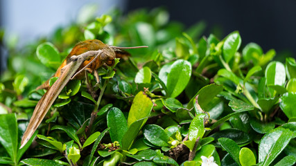 A yellow butterfly perched on a green tree