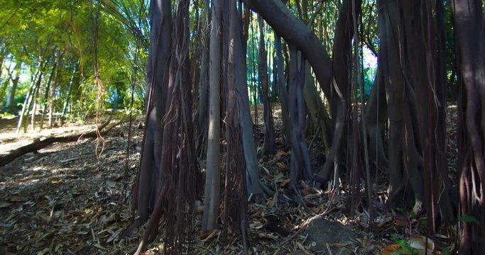 Tree Bark Hanging From Woody Plants, SLOW MOTION