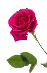 pink rose flower white background