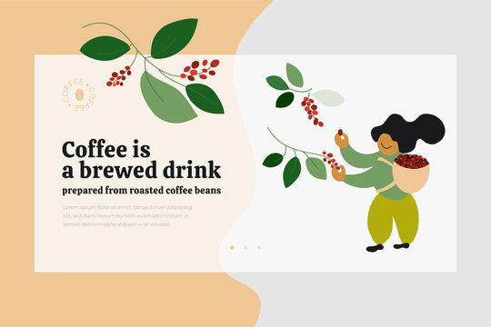 Layout template with title Coffee is a brewed drink prepared from roasted coffee beans. Background with picker harvesting ripe berries. Vector illustration for banner, landing page, prints, flyer, ad.
