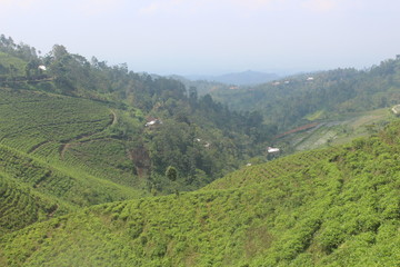 Beautiful view on tea plantation background 