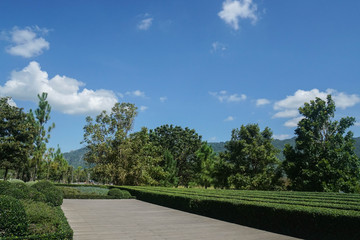 wooden walkway along the green garden in bright blue sky in summer
