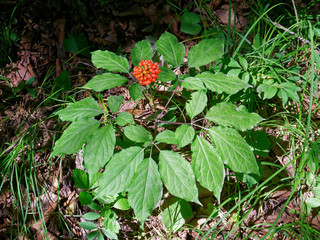 A close up of the wild most famous medicinal plant ginseng (Panax ginseng).