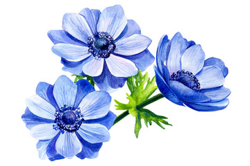 beautiful flower, blue anemone on isolated white background, watercolor illustration, botanical painting