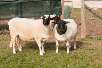 Dorper black headed sheep, one with stripe in middle of head, lookimg at camera with grass at feet...