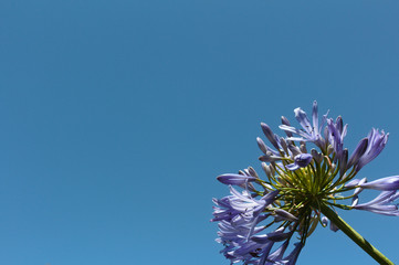 purple flower against blue sky